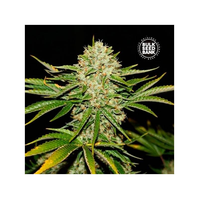 Locomotive Feminizada de Bulk Seeds Bank