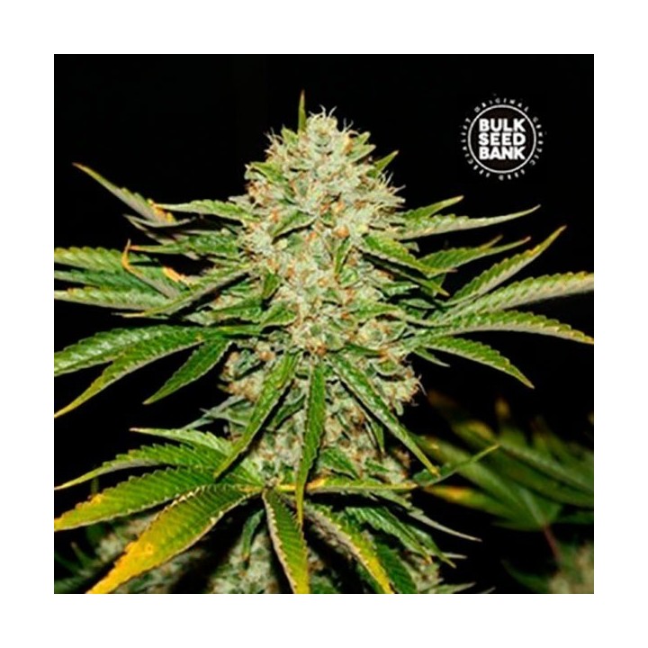 Locomotive Feminizada de Bulk Seeds Bank