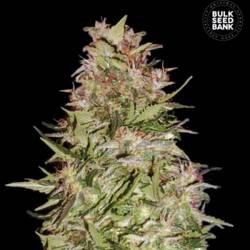 White Prussian Feminizada de Bulk Seeds Bank