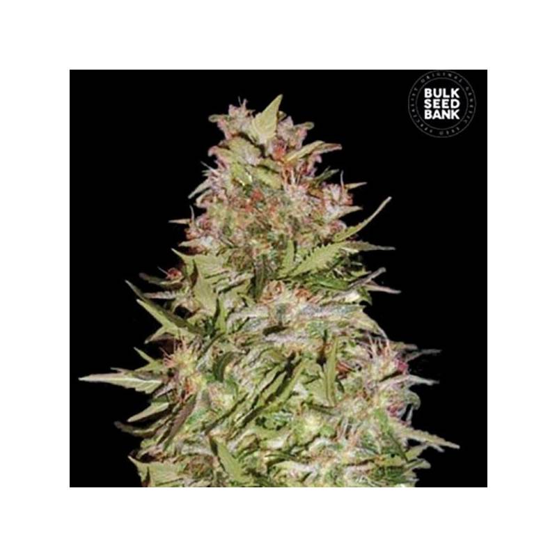 White Prussian Feminizada de Bulk Seeds Bank