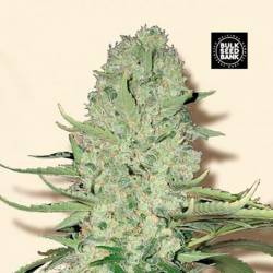 White Widow Feminizada de Bulk Seeds Bank