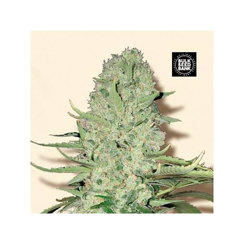 White Widow Feminizada de Bulk Seeds Bank