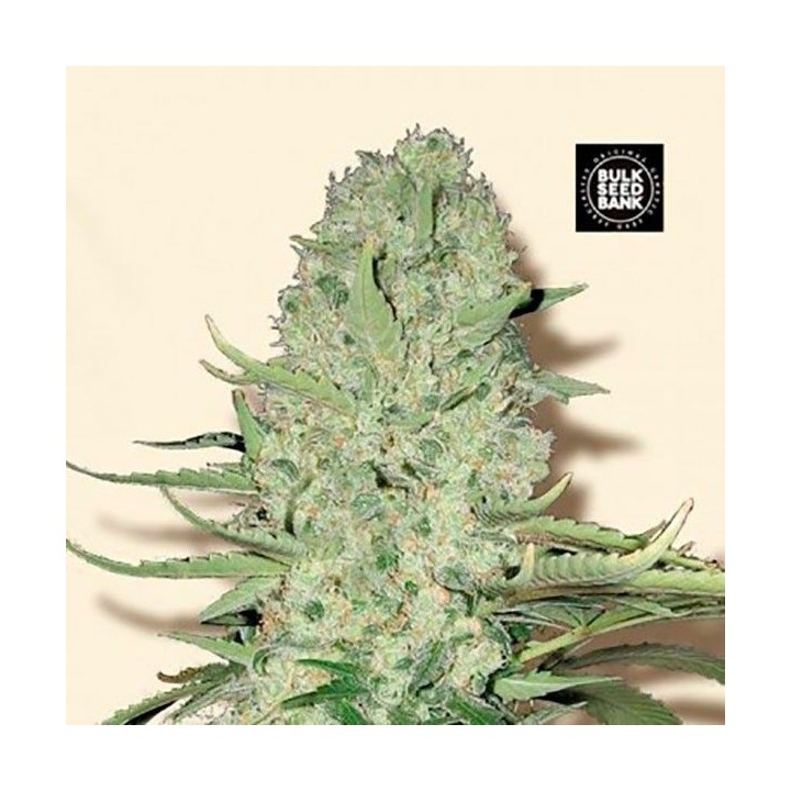 White Widow Feminizada de Bulk Seeds Bank