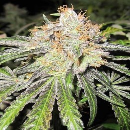 Deep Neville Regular de Medical Seeds