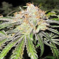 Deep Neville Regular de Medical Seeds