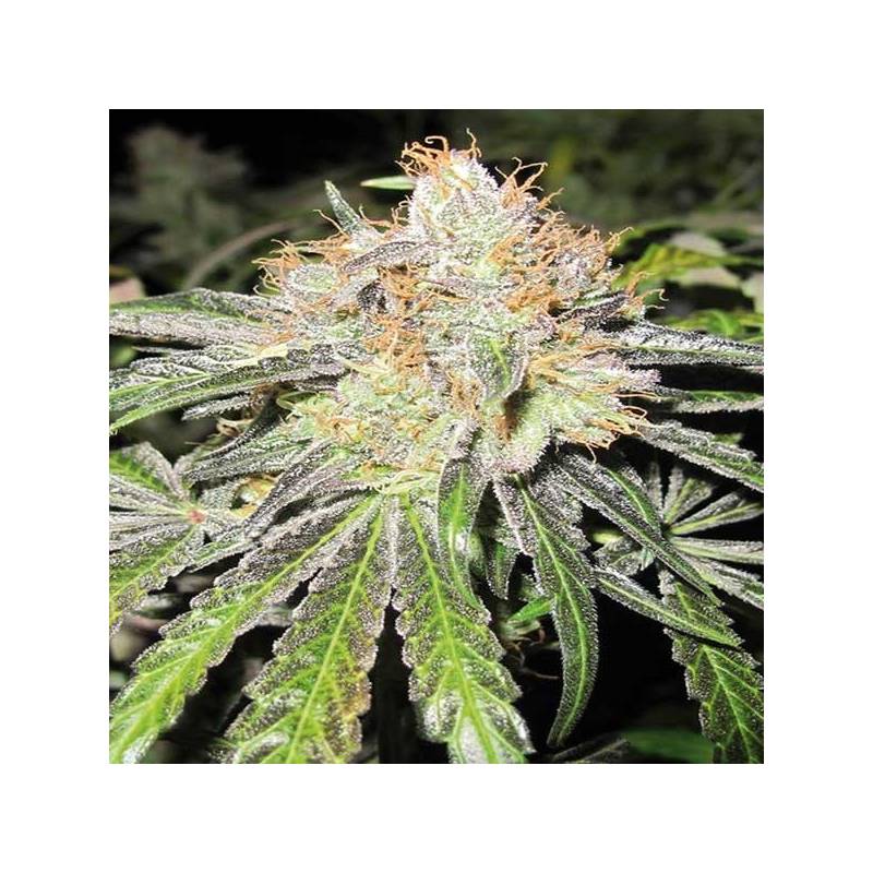 Deep Neville Regular de Medical Seeds