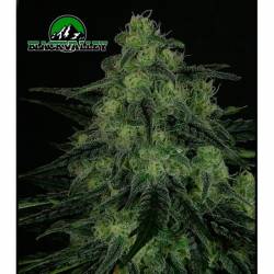 Blackvalley Feminizada de Ripper Seeds