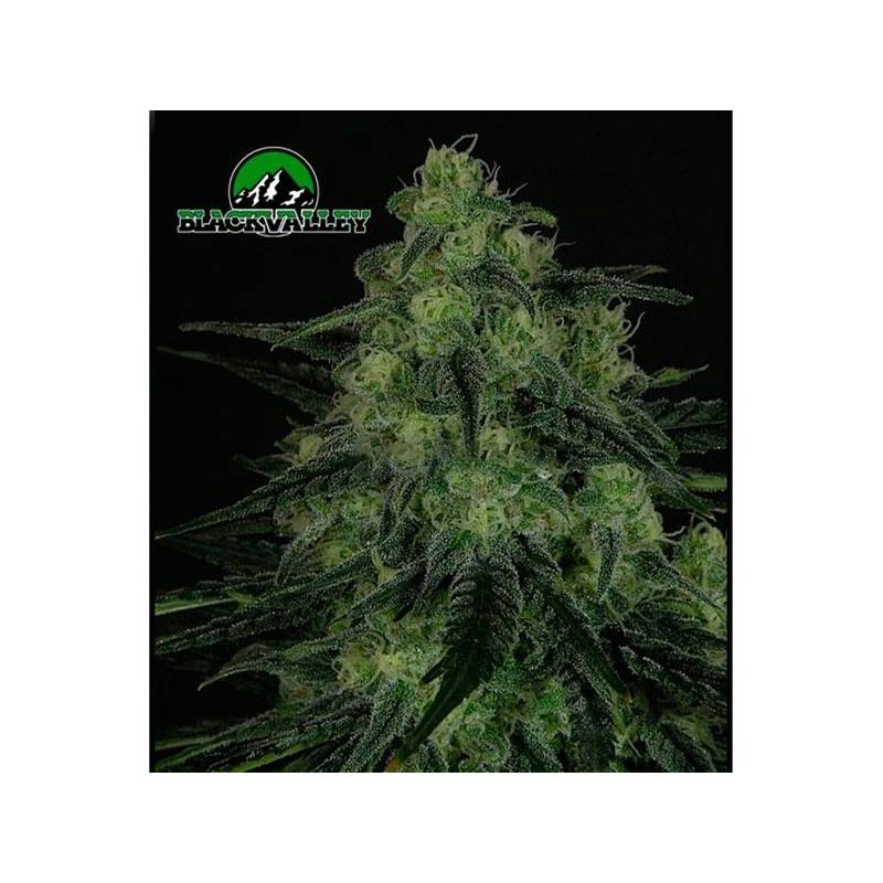 Blackvalley Feminizada de Ripper Seeds