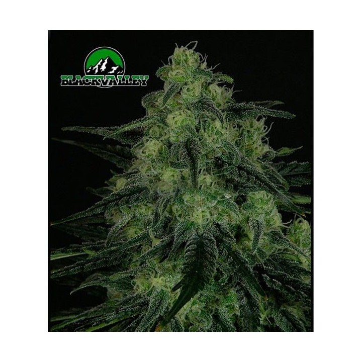 Blackvalley Feminizada de Ripper Seeds