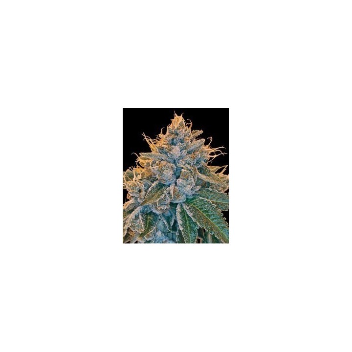 Kosher Kush Feminizada de DNA Genetics