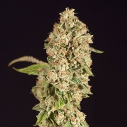 OG Reek'N Feminizada de Devils Harvest Seeds