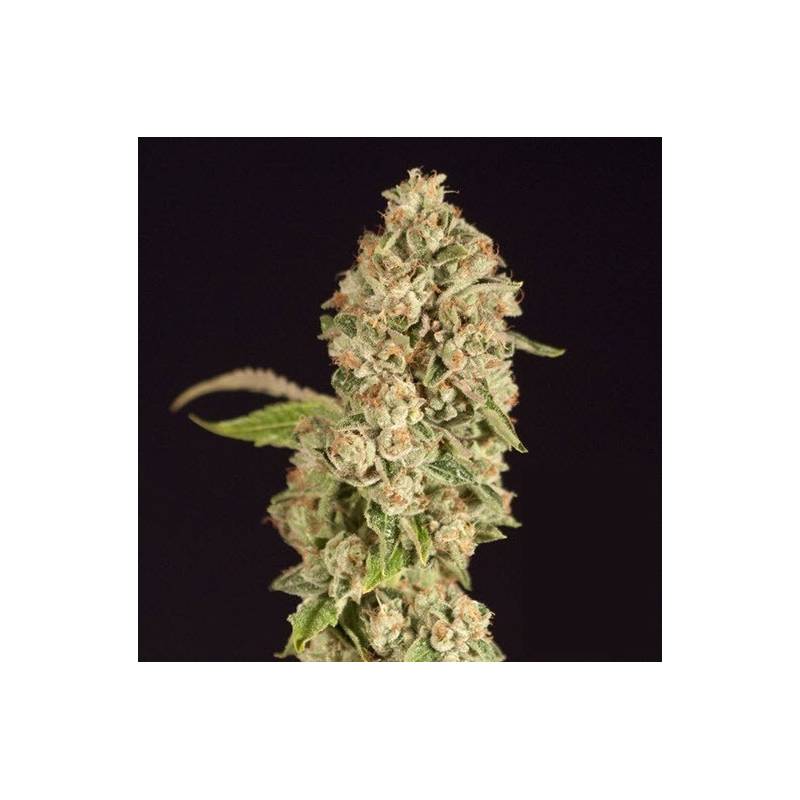 OG Reek'N Feminizada de Devils Harvest Seeds