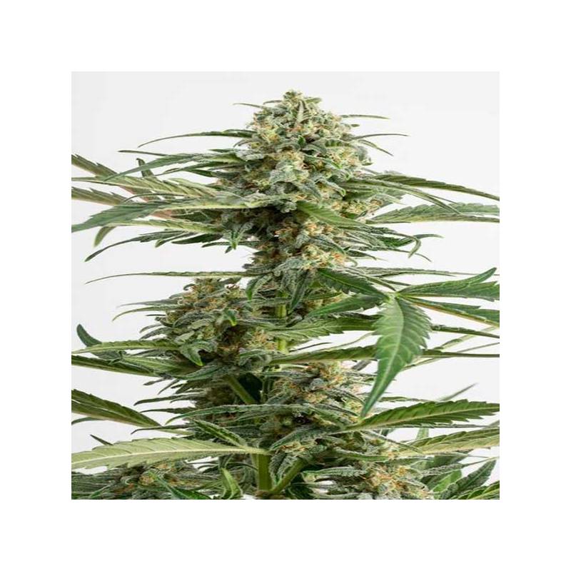 Critical Cheese Autofloreciente Critical Cheese Autofloreciente