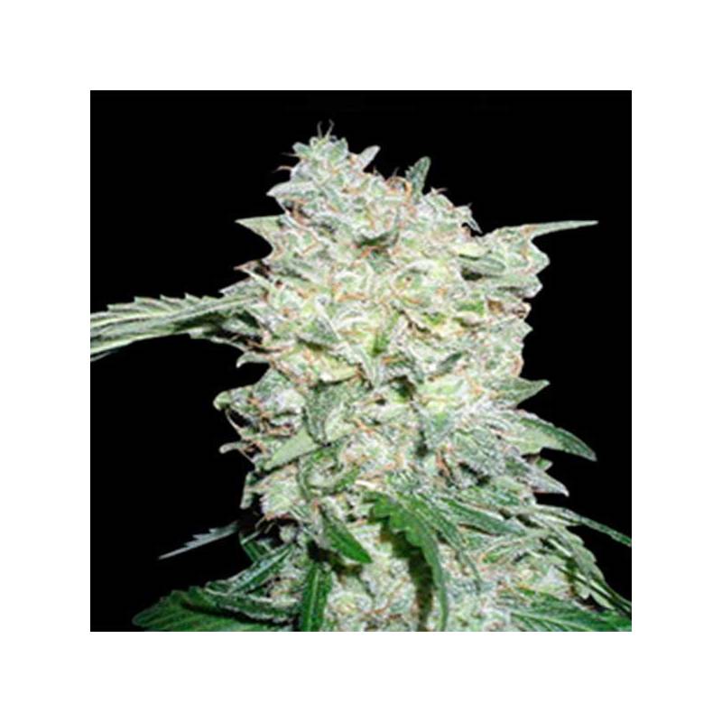 Afghan OG Regular de Apothecary Genetics Afghan OG Regular de Apothecary Genetics