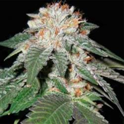 Black And Blueberry Regular de Apothecary Genetics