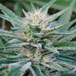 Blu Afi Regular de Apothecary Genetics