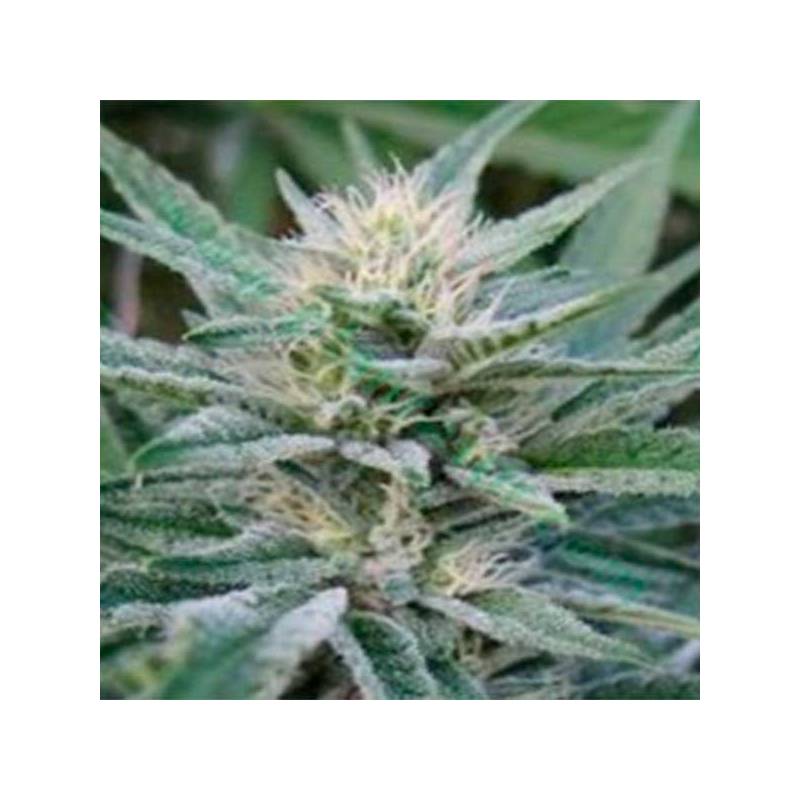 Blu Afi Regular de Apothecary Genetics