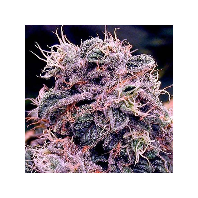 Blueberry OG Regular de Apothecary Genetics Blueberry OG Regular de Apothecary Genetics
