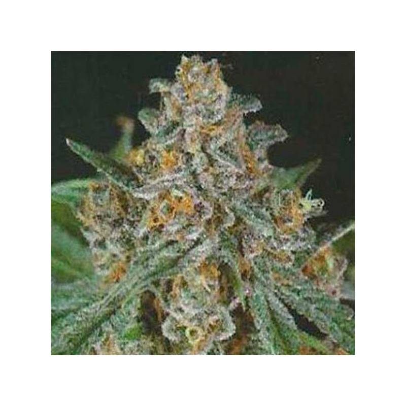 Bubba Berry Regular de Apothecary Genetics Bubba Berry Regular de Apothecary Genetics