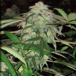 Bwb OG Regular de Apothecary Genetics