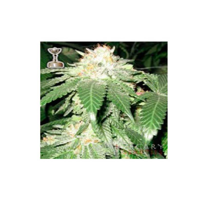 Chuck Berry Regular de Apothecary Genetics Chuck Berry Regular de Apothecary Genetics