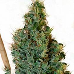 Congo Og Regular de Apothecary Genetics