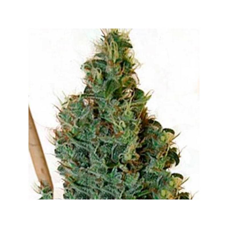 Congo OgApothecary Regular Congo OgApothecary Regular