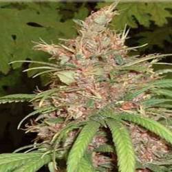 Congo X Nigerian Hash Plant Regular de Apothecary Genetics