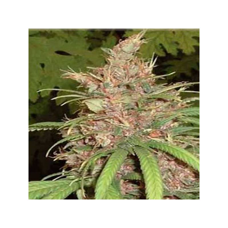 Congo X Nigerian Hash PlantApothecary Regular Congo X Nigerian Hash PlantApothecary Regular