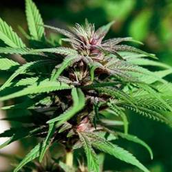 Dream BerryApothecary Regular de Apothecary Genetics