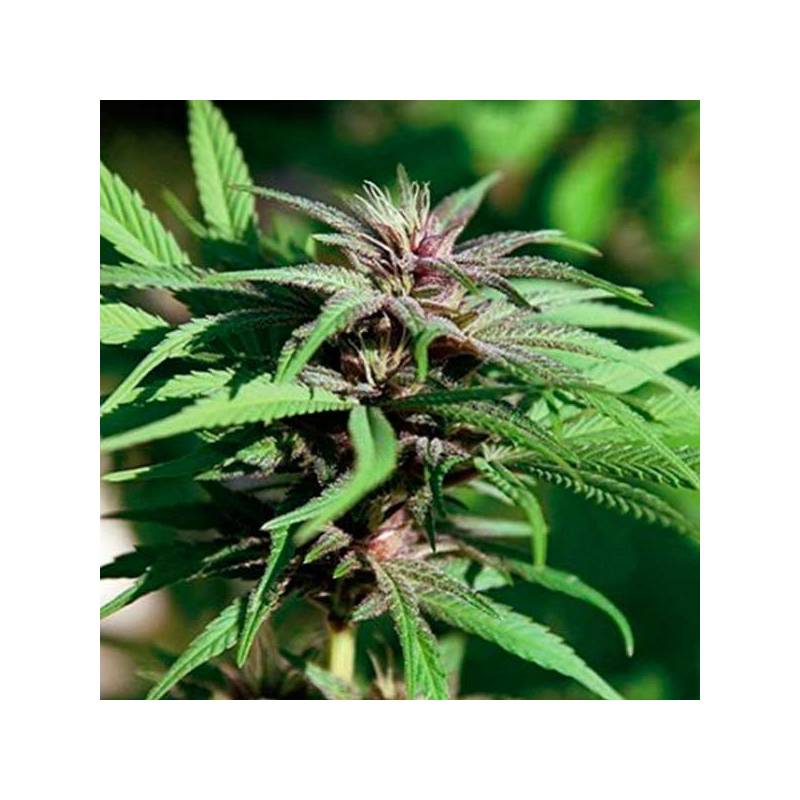 Dream BerryApothecary Regular de Apothecary Genetics Dream BerryApothecary Regular de Apothecary Genetics