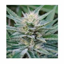 Durbin Og Regular de Apothecary Genetics