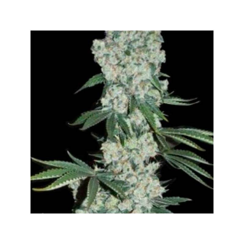 Earlywave Regular de Apothecary Genetics