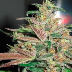Frosty Berry Regular de Apothecary Genetics