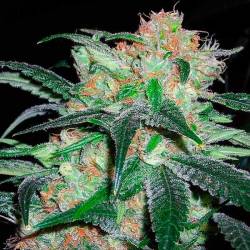 Haze Regular de Apothecary Genetics