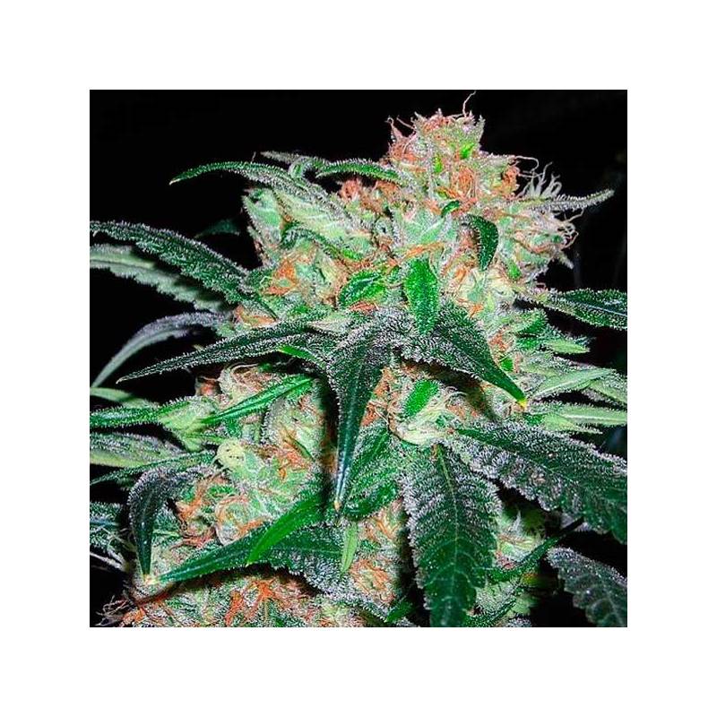 Haze Regular de Apothecary Genetics