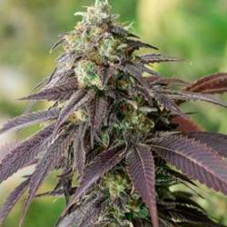 Headband 707 Regular de Apothecary Genetics