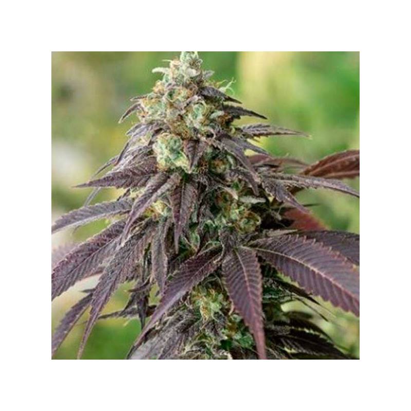 Headband 707 Regular de Apothecary Genetics