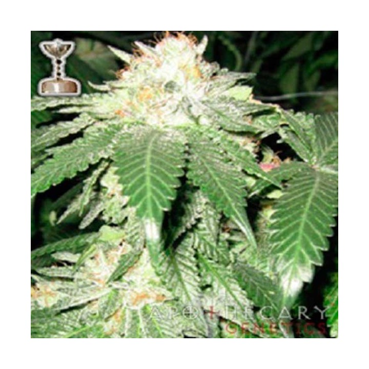 OG Kush Regular de Apothecary Genetics