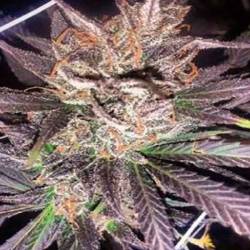 Old School JamsApothecary Regular de Apothecary Genetics