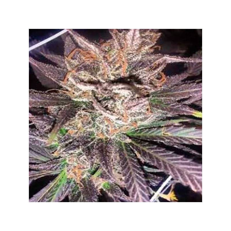 Old School JamsApothecary Regular de Apothecary Genetics
