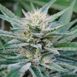 Rascal Og Regular de Apothecary Genetics