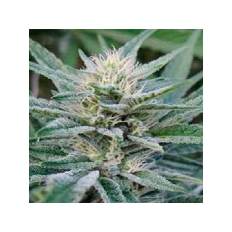Rascal Og Regular de Apothecary Genetics