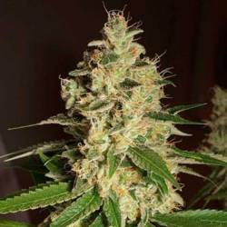 Raspberry Og Regular de Apothecary Genetics