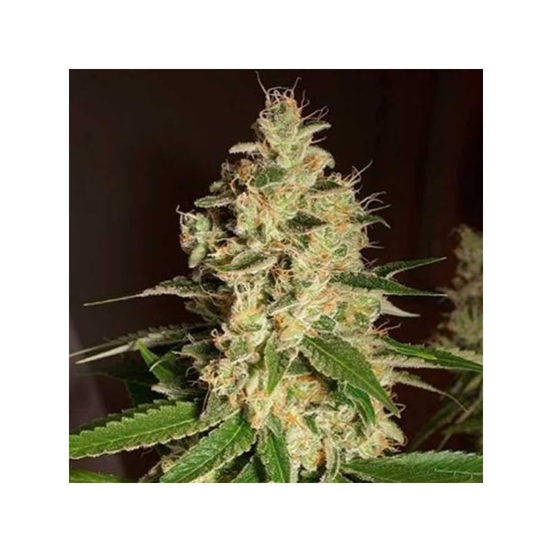 Raspberry Og Regular de Apothecary Genetics