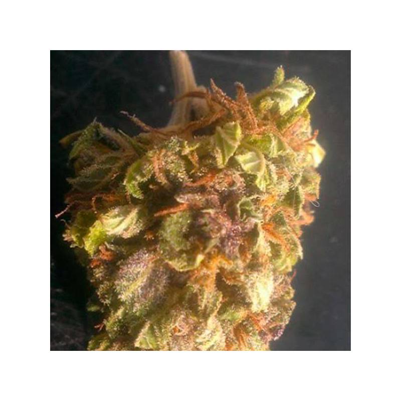 Sour Berry Regular de Apothecary Genetics