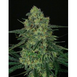 Criminal + Feminizada 5UD de Ripper Seeds