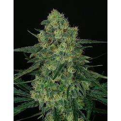 Criminal + Feminizada 5UD de Ripper Seeds