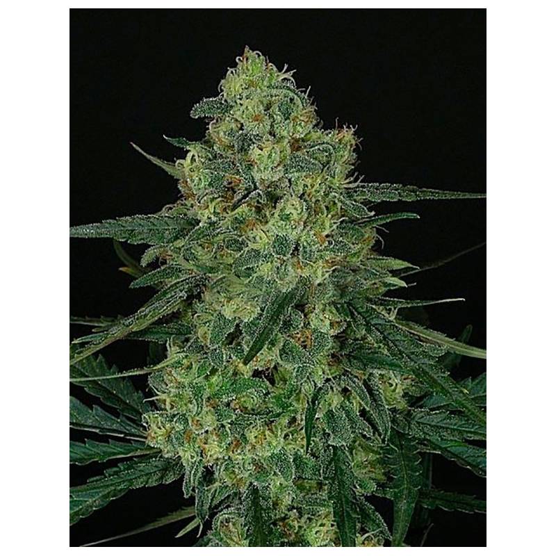 Criminal + Feminizada 5UD de Ripper Seeds