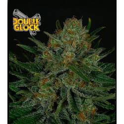 Double Glock Feminizada de Ripper Seeds